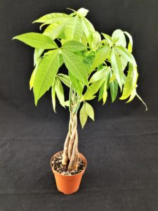 Will it ship? Money Tree with no packaging